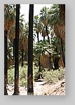 PalmCanyon-056.JPG