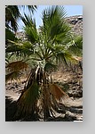 PalmCanyon-061.JPG