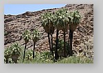 PalmCanyon-065.JPG