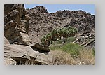 PalmCanyon-066.JPG