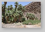 PalmCanyon-068.JPG