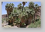 PalmCanyon-073.JPG