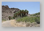 PalmCanyon-074.JPG