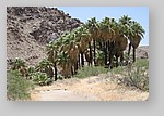 PalmCanyon-075.JPG