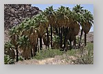 PalmCanyon-076.JPG