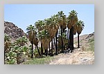 PalmCanyon-079.JPG