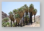 PalmCanyon-080.JPG