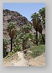 PalmCanyon-083.JPG