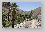 PalmCanyon-088.JPG