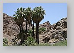 PalmCanyon-105.JPG