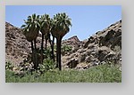 PalmCanyon-106.JPG