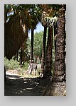 PalmCanyon-126.JPG