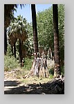 PalmCanyon-128.JPG