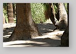 PalmCanyon-145.JPG