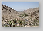 PalmCanyon-153.JPG