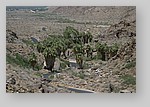 PalmCanyon-154.JPG