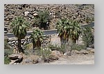 PalmCanyon-155.JPG