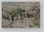 PalmCanyon-156.JPG