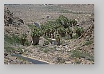 PalmCanyon-158.JPG