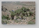 PalmCanyon-159.JPG