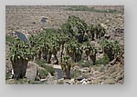 PalmCanyon-161.JPG