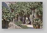 PalmCanyon-162.JPG