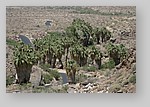 PalmCanyon-164.JPG