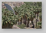 PalmCanyon-167.JPG