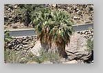 PalmCanyon-168.JPG