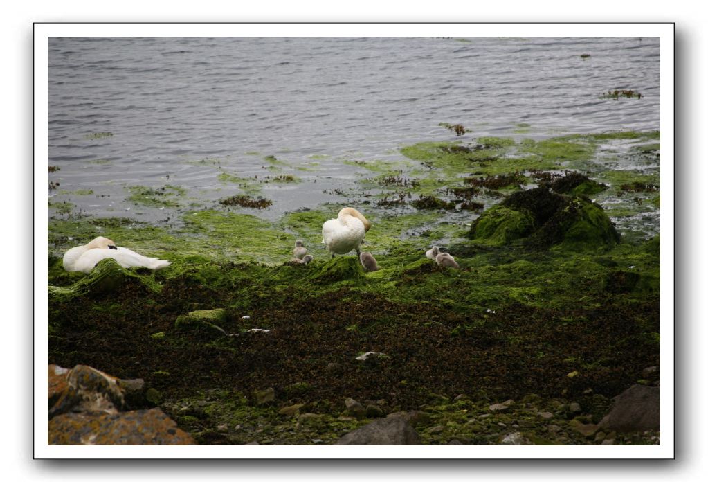 Castle-Dunguaire-Ballyvaughan-Cliffs-of-Moher-3008