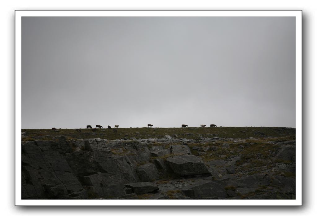 Castle-Dunguaire-Ballyvaughan-Cliffs-of-Moher-3194