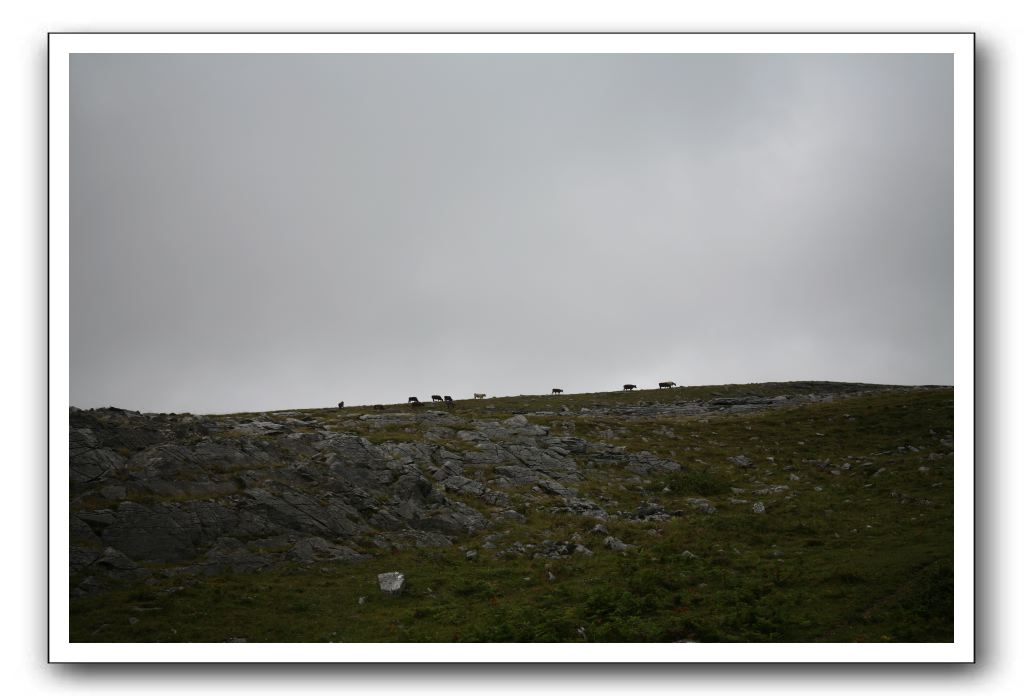 Castle-Dunguaire-Ballyvaughan-Cliffs-of-Moher-3197