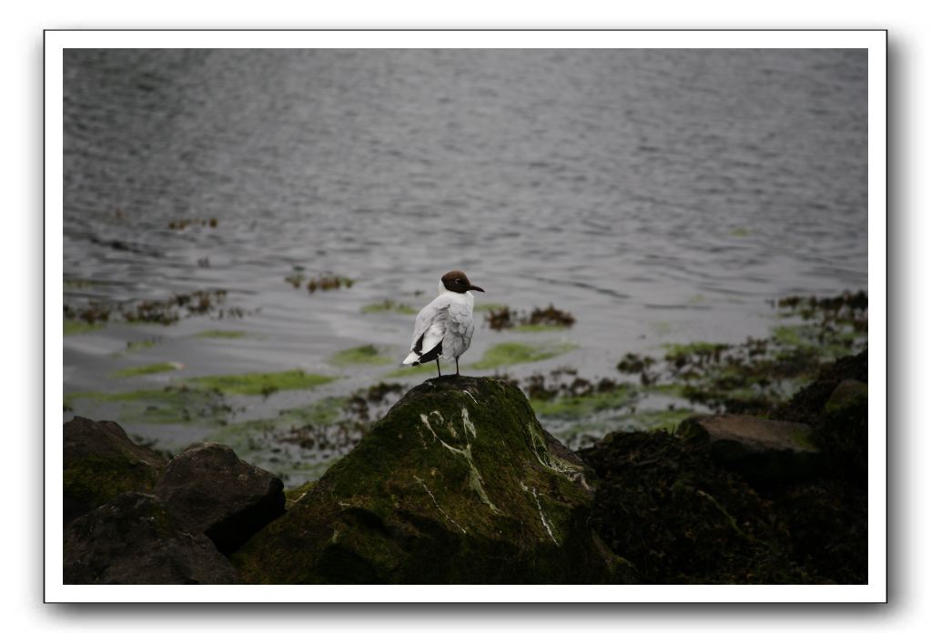 Castle-Dunguaire-Ballyvaughan-Cliffs-of-Moher-3043