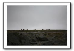 Castle-Dunguaire-Ballyvaughan-Cliffs-of-Moher-3194