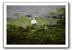 Castle-Dunguaire-Ballyvaughan-Cliffs-of-Moher-3021