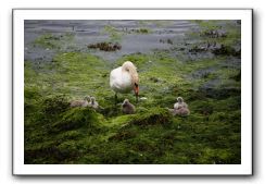 Castle-Dunguaire-Ballyvaughan-Cliffs-of-Moher-3026