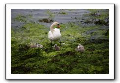 Castle-Dunguaire-Ballyvaughan-Cliffs-of-Moher-3033