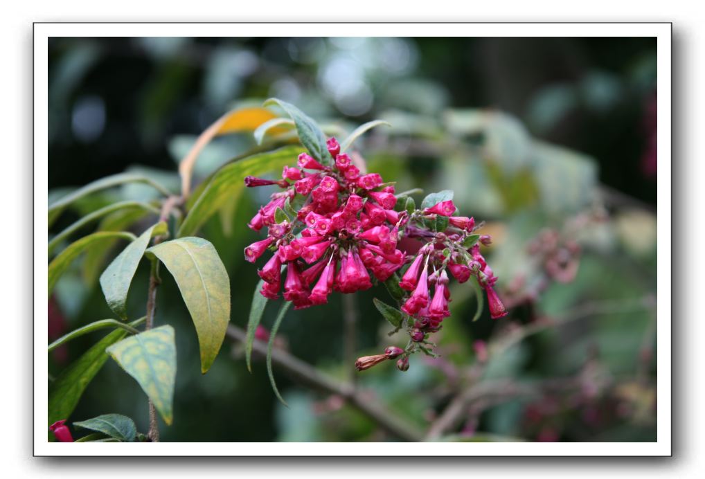 Royal Botanic Garden, Edinburgh,  Scotland 703