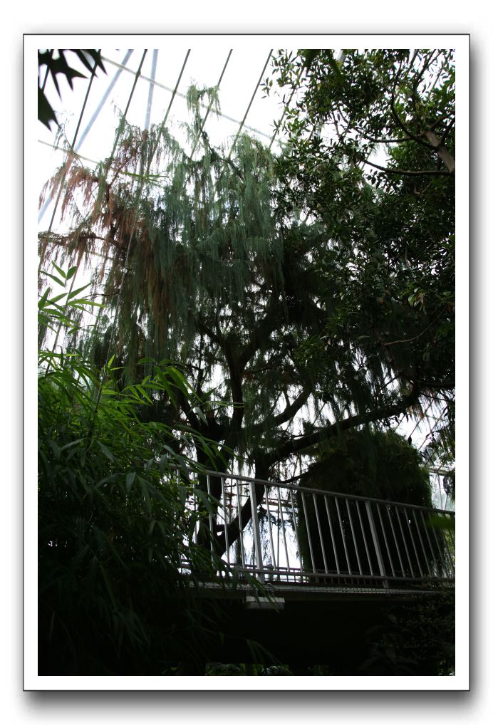 Royal Botanic Garden, Edinburgh,  Scotland 728