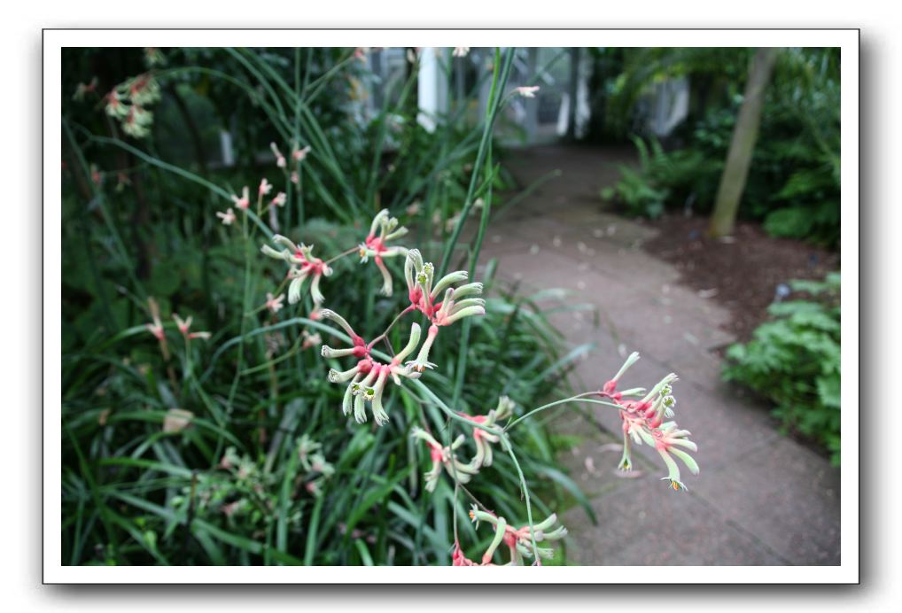 Royal Botanic Garden, Edinburgh,  Scotland 730