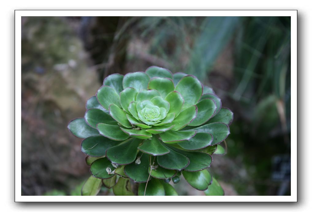 Royal Botanic Garden, Edinburgh,  Scotland 736