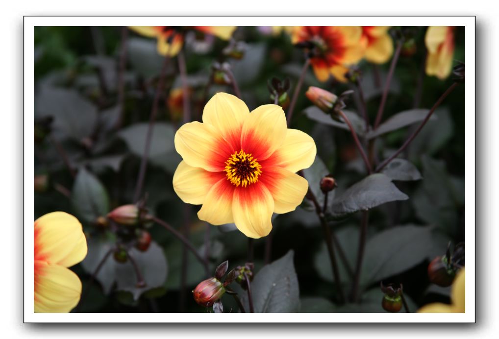 Royal Botanic Garden, Edinburgh,  Scotland 737