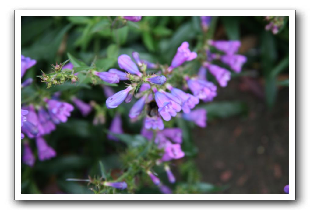 Royal Botanic Garden, Edinburgh,  Scotland 742