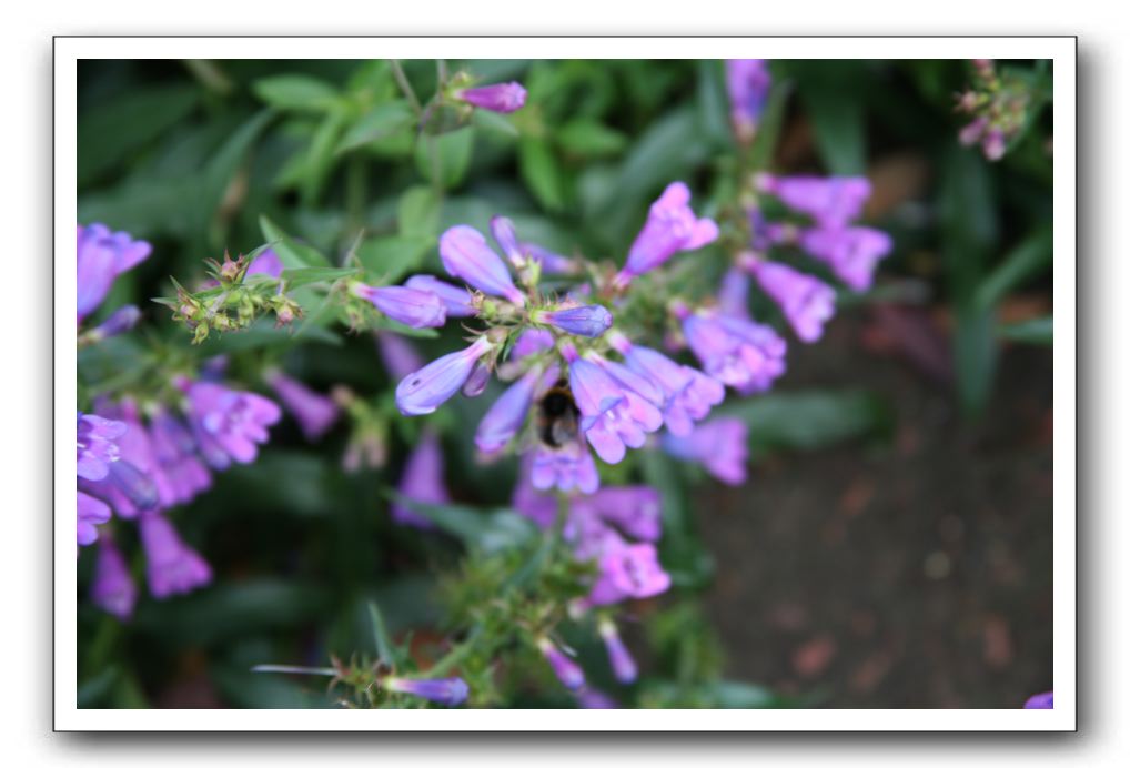 Royal Botanic Garden, Edinburgh,  Scotland 743