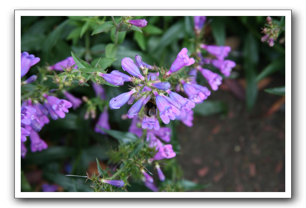 Royal Botanic Garden, Edinburgh,  Scotland 744