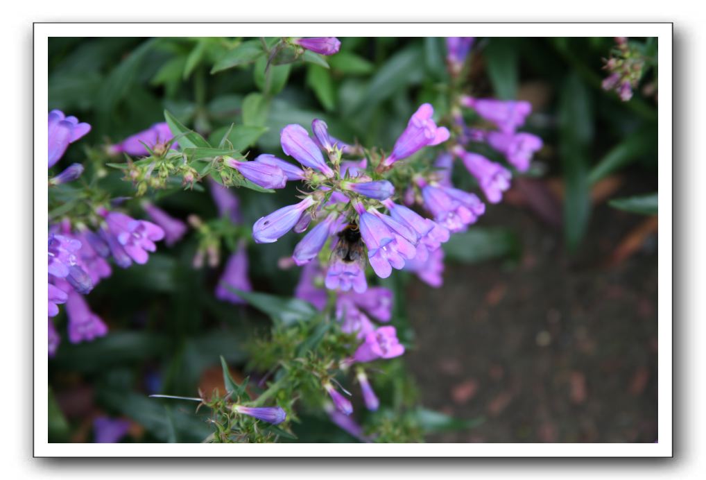 Royal Botanic Garden, Edinburgh,  Scotland 745