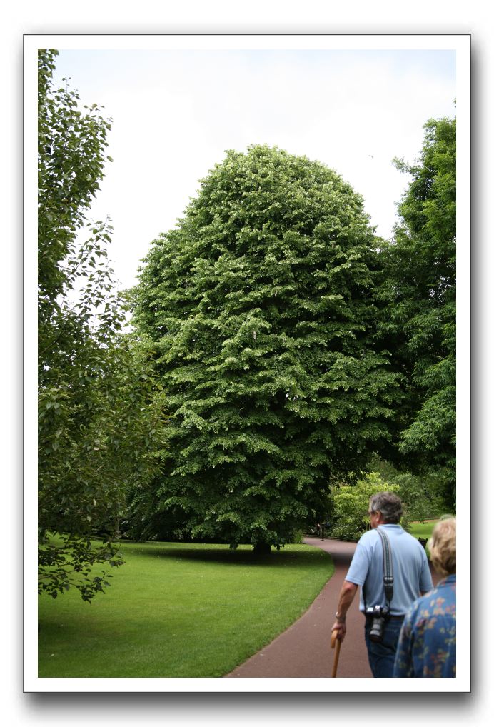 Royal Botanic Garden, Edinburgh,  Scotland 546