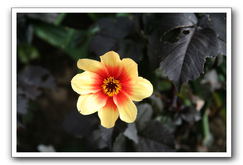 Royal Botanic Garden, Edinburgh,  Scotland 747