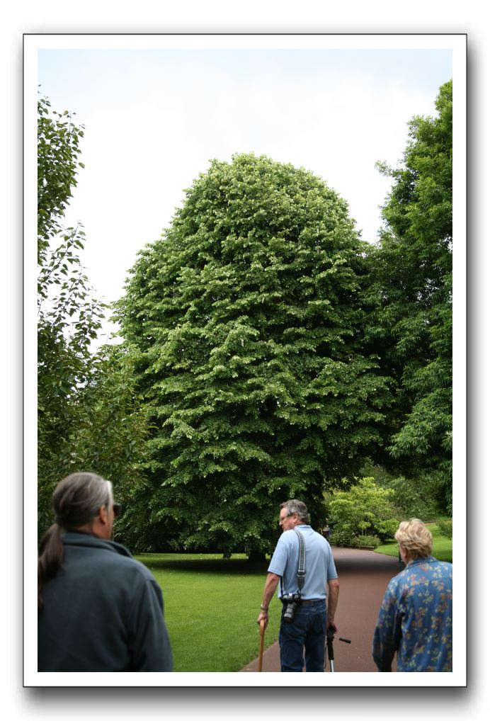 Royal Botanic Garden, Edinburgh,  Scotland 547