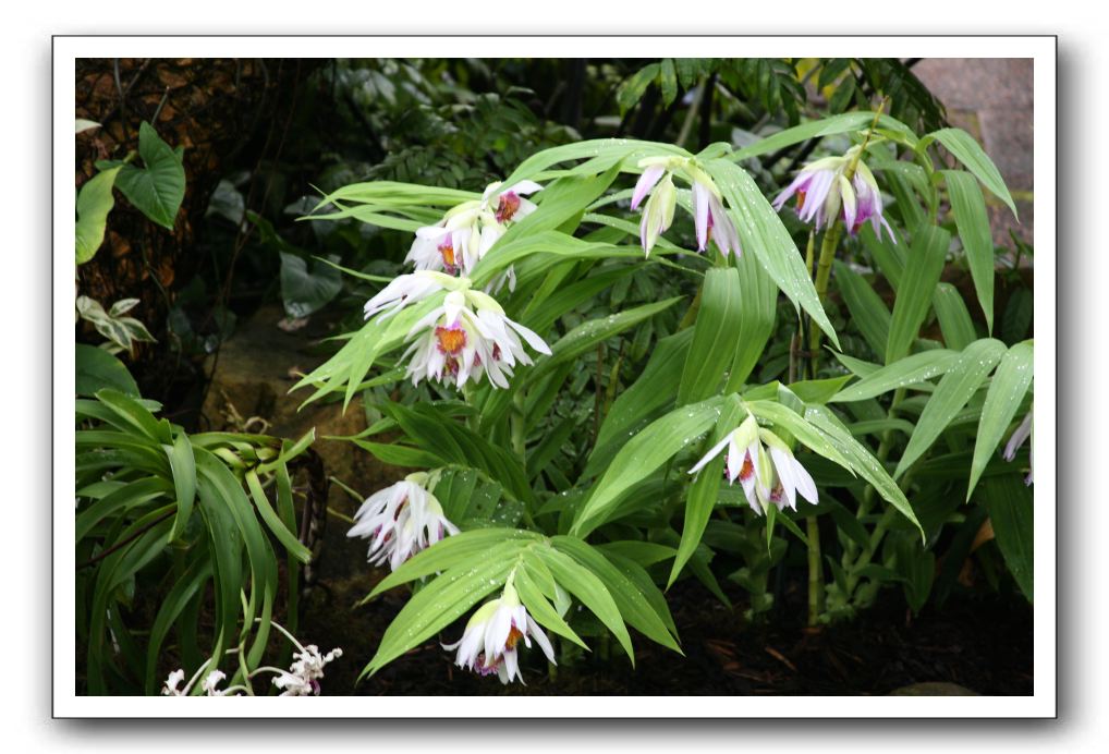 Royal Botanic Garden, Edinburgh,  Scotland 759